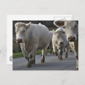 Charolais-vee op de weg briefkaart (Voorkant / Achterkant)