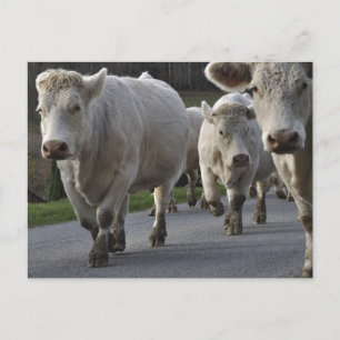 Charolais-vee op de weg briefkaart