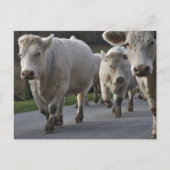 Charolais-vee op de weg briefkaart (Voorkant)