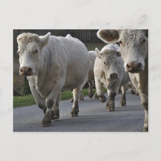 Charolais-vee op de weg briefkaart (Voorkant)