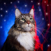 chartreaux kattenras t-shirt