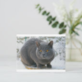 Chartreu in sneeuw briefkaart (Staand voorkant)