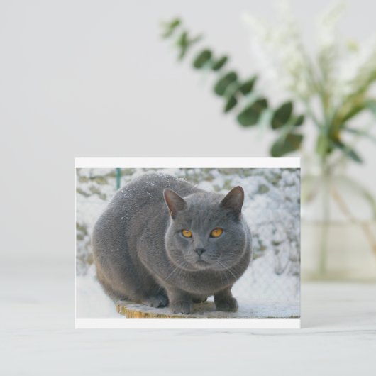 Chartreu in sneeuw briefkaart (Staand voorkant)