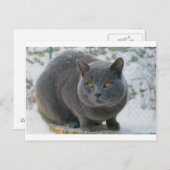 Chartreu in sneeuw briefkaart (Voorkant / Achterkant)