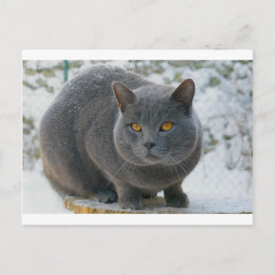 Chartreu in sneeuw briefkaart