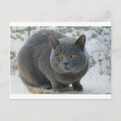 Chartreu in sneeuw briefkaart (Voorkant)