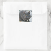 Chartreu in sneeuw vierkante sticker (Tas)