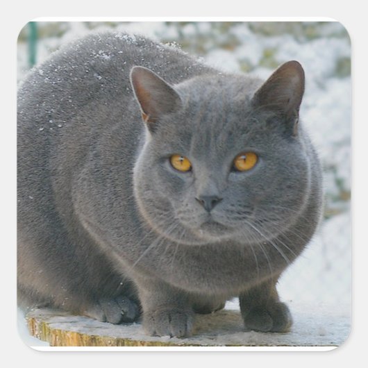 Chartreu in sneeuw vierkante sticker (Voorkant)