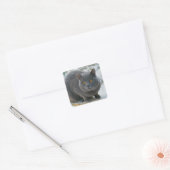 Chartreu in sneeuw vierkante sticker (Envelop)
