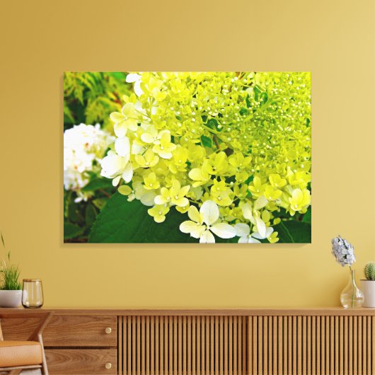 Chartreuse Green, Limelight Hydrangea Canvas Afdruk (Insitu (Woonkamer))