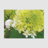 Chartreuse Green, Limelight Hydrangea Tissuepapier (Voorkant)