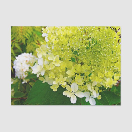 Chartreuse Green, Limelight Hydrangea Tissuepapier (Voorkant)