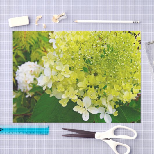 Chartreuse Green, Limelight Hydrangea Tissuepapier (Craft)