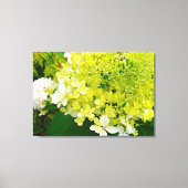 Chartreuse Groen, Limelight Hydrangea, Canvas Afdruk (Voorkant)