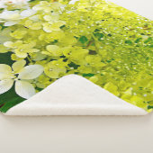 Chartreuse Groen, Limelight Hydrangea, Sherpa Deken (3/4)