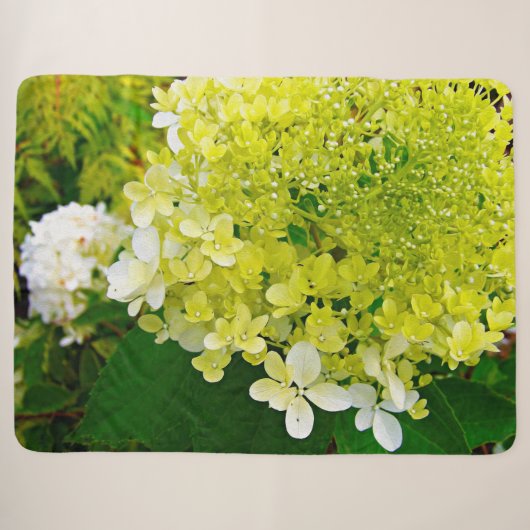 Chartreuse Groen, Limelight Hydrangea, Sherpa Deken (Voorkant (horizontaal))