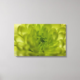 Chartreuse Groene Mum Verpakt Canvas