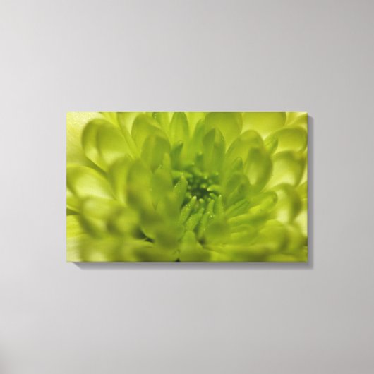 Chartreuse Groene Mum Verpakt Canvas (Voorkant)