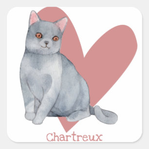 Chartreux Cat Waterverf Kat Roze hart Vierkante Sticker