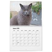 Chartreux Kalender (Jan 2026)