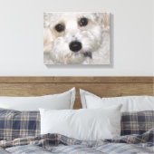 Chase Cavachon Canvas Verpakte Print (Insitu (Slaapkamer))