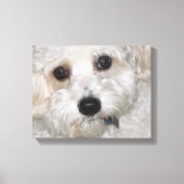 Chase Cavachon Canvas Verpakte Print (Voorkant)