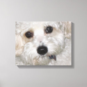 Chase Cavachon Canvas Verpakte Print