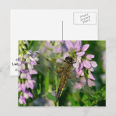Chaserdragonfly met vier spetters briefkaart (Voorkant / Achterkant)
