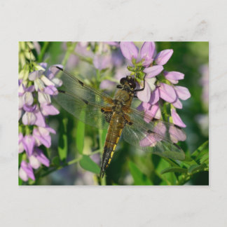 Chaserdragonfly met vier spetters briefkaart
