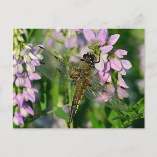 Chaserdragonfly met vier spetters briefkaart (Voorkant)