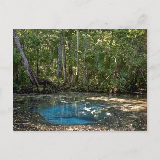 Chassahowitzka Springs, Florida. Briefkaart (Voorkant)