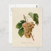 Chasselat de Fontainebleau Briefkaart (Voorkant / Achterkant)