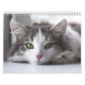 Chat-kalender Kalender (Hoes)