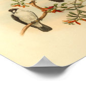 Chat like Flycatcher White Bird  Print (Hoek)
