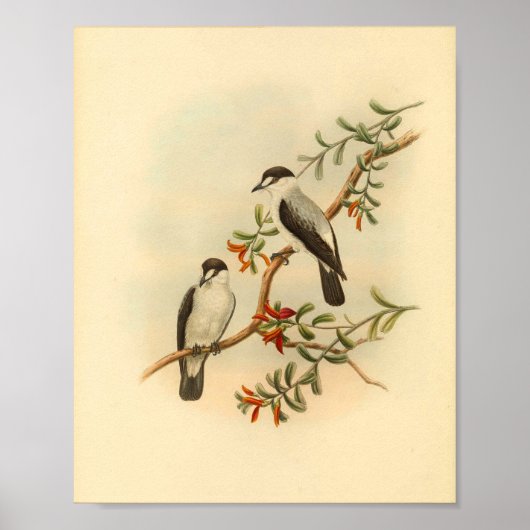 Chat like Flycatcher White Bird  Print (Voorkant)
