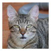 Chat Perfect Poster (Voorkant)