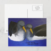 Chatham Albatross (Thalassarche eremita) Briefkaart (Voorkant / Achterkant)