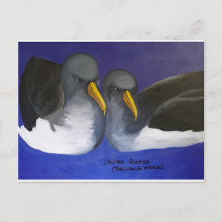 Chatham Albatross (Thalassarche eremita) Briefkaart