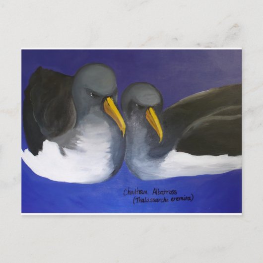 Chatham Albatross (Thalassarche eremita) Briefkaart (Voorkant)