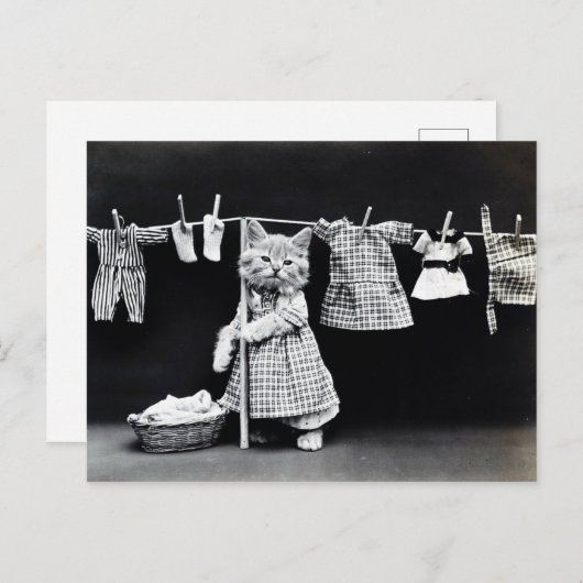 Chaton et linge  briefkaart (Voorkant / Achterkant)