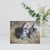 Chatons Briefkaart (Staand voorkant)