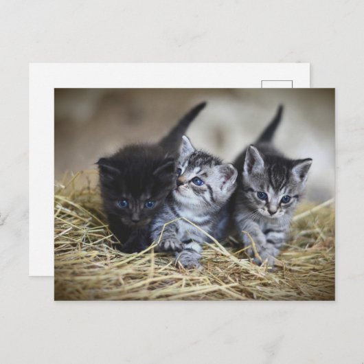 Chatons Briefkaart (Voorkant / Achterkant)