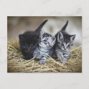 Chatons Briefkaart