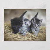 Chatons Briefkaart (Voorkant)