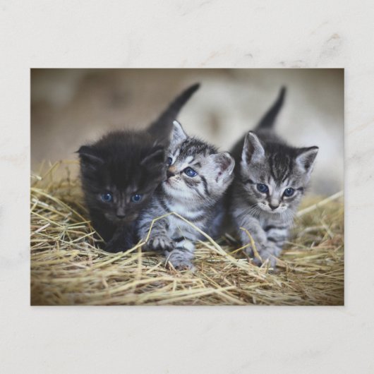 Chatons Briefkaart (Voorkant)