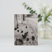 Chats Bercy - Paris - 1974 - Robert Doisneau Briefkaart (Staand voorkant)