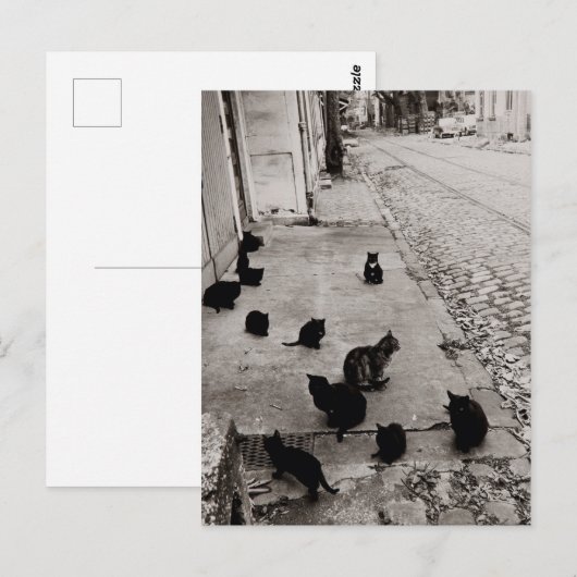 Chats Bercy - Paris - 1974 - Robert Doisneau Briefkaart (Voorkant / Achterkant)