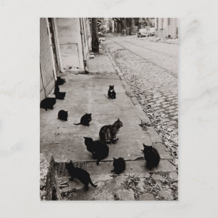 Chats Bercy - Paris - 1974 - Robert Doisneau Briefkaart