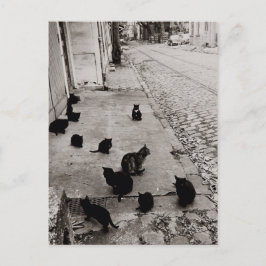 Chats Bercy - Paris - 1974 - Robert Doisneau Briefkaart