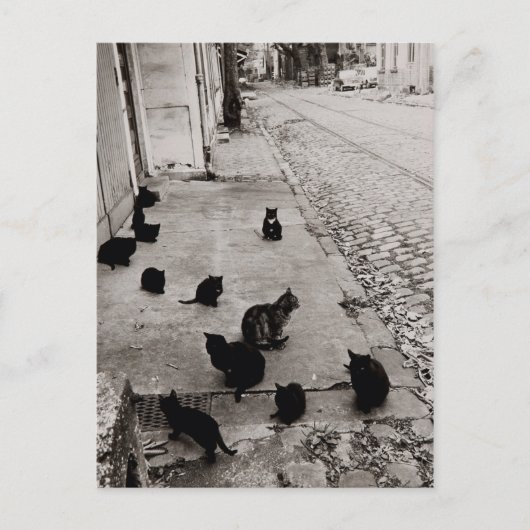 Chats Bercy - Paris - 1974 - Robert Doisneau Briefkaart (Voorkant)